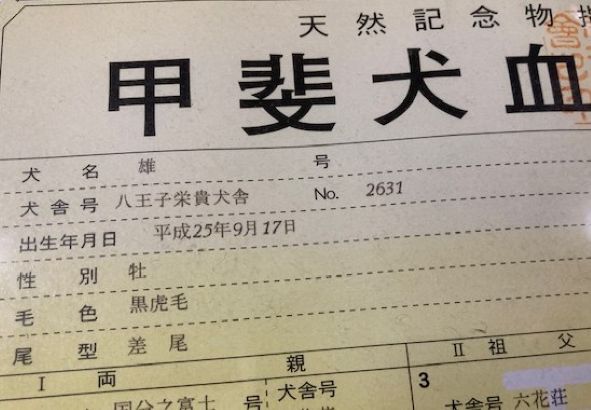 今日は雄の13歳の誕生日