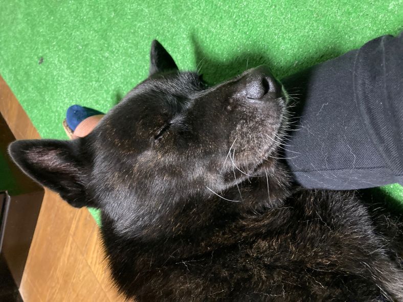 甲斐犬の雄、疲れた様子