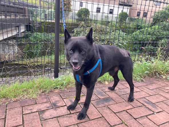 今朝も甲斐犬の雄は元気