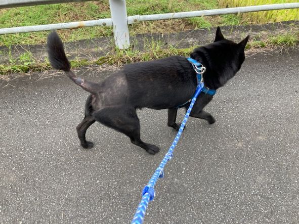 甲斐犬の雄はミニストップへまっしぐら