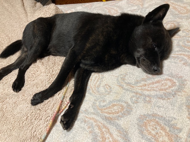 甲斐犬の雄はお休みです